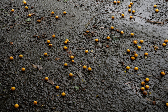 Yellow cherry plum berries lying on the road asphalt blurred. 