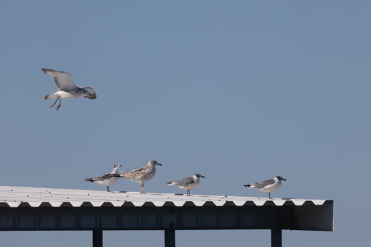 Gulls on top of metal boat dock roof with open blue sky background