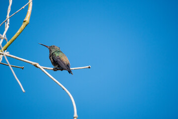 beautiful hummingbird, a bird that flies very fast and has iridescent colors from the Americas and...