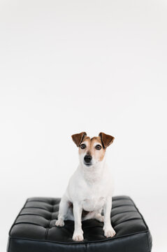 Jack Russell Terrier on leather pad