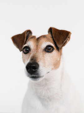 Attentive Jack Russell Terrier dog