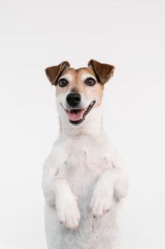 Funny Jack Russell Terrier sitting on hind legs