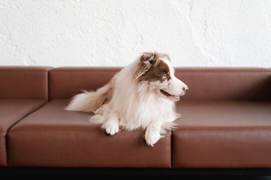 Border Collie lying on sofa