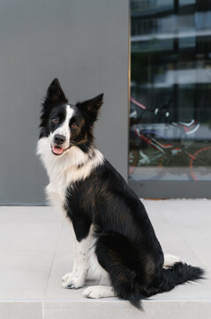 Cute Border Collie sitting on sidewalk