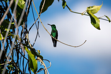 beautiful hummingbird, a bird that flies very fast and has iridescent colors from the Americas and the Caribbean. 