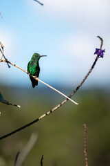 beautiful hummingbird, a bird that flies very fast and has iridescent colors from the Americas and the Caribbean. 