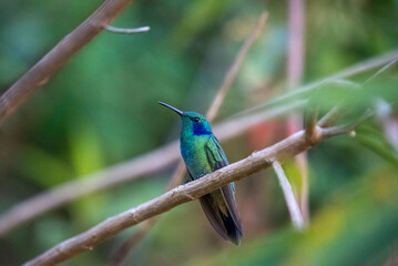 beautiful hummingbird, a bird that flies very fast and has iridescent colors from the Americas and the Caribbean. 