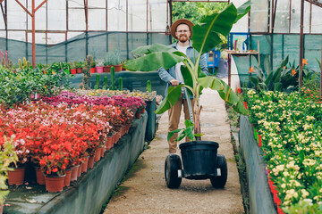 Male farmer in hat transports young banana plant for cultivation in greenhouse in Turkey
