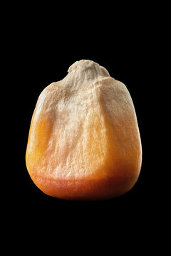 Maize (Zea mays) seed on black background.