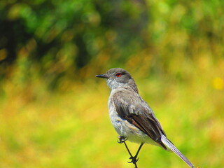 red winged blackbird, diucon chilense 