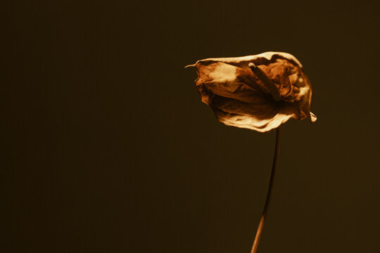anthurium marchito