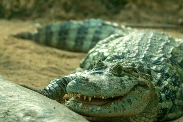 Fototapeta premium Alligator smiling