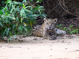 Wild Jaguar lying down on river's sandbank in Pantanal, Brazil