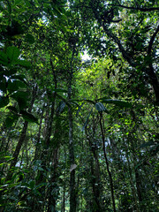 trees in the forest