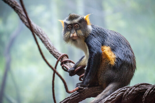 Wolf's Mona Monkey portrait