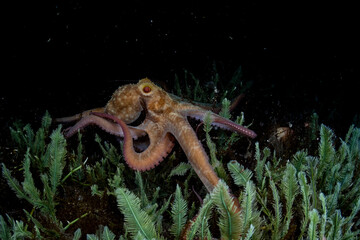 Caribbean Reef Octopus at Night