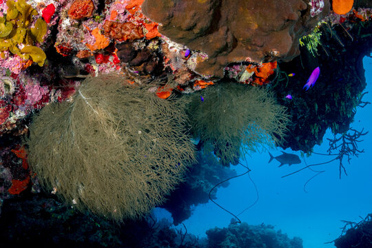 Caribbean Coral REef