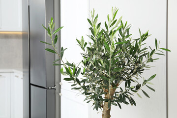 Beautiful olive tree growing in stylish kitchen
