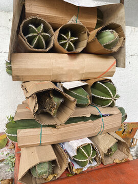 Cactus