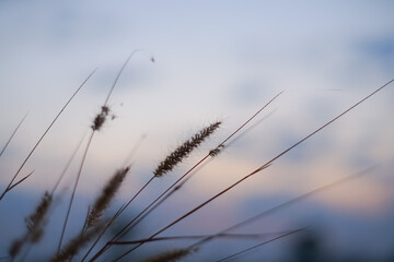 View of the shadow of the grass and the sun