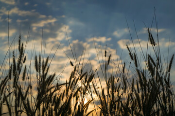 View of the shadow of the grass and the sun