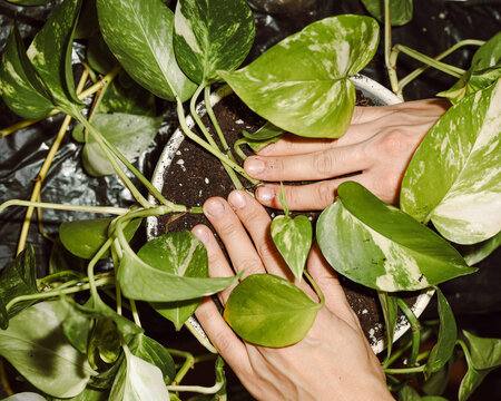 Woman's hands at the moment of transplanting a houseplant