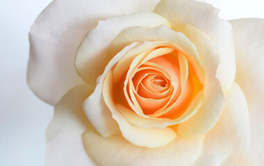 white rose close up on white background.