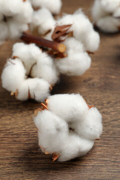 Fluffy cotton flowers on wooden table, closeup
