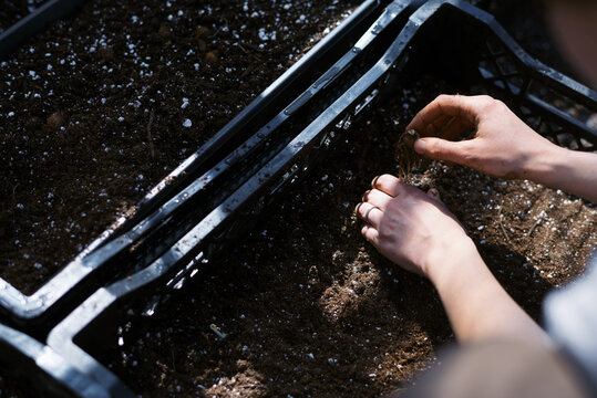 close up of hand checking for bulbs in soil and perlite