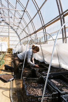 woman checking on her ranunculus bulbs in march in a greenhouse