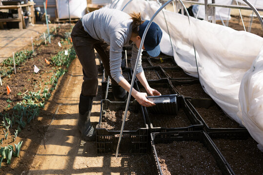 woman checking on her ranunculus bulbs in march in a greenhouse