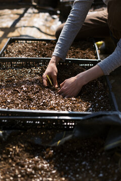 close up of hand checking for bulbs in soil and perlite