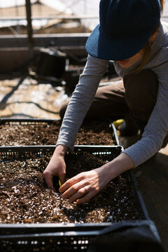 woman checking on her ranunculus bulbs in march in a greenhouse