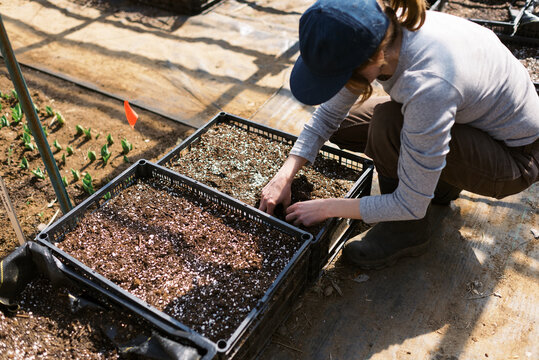 woman checking on her ranunculus bulbs in march in a greenhouse