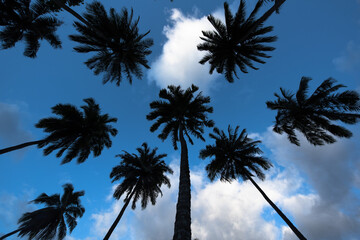 Fototapeta na wymiar Coconut trees in the Hanapaaoa Valley in Hiva Oa, Marquesas Islands, French Polynesia