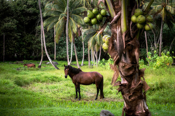 A horse in the Hanapaaoa Valley, surrounded by coconut trees in Hiva Oa, Marquesas Islands, French...
