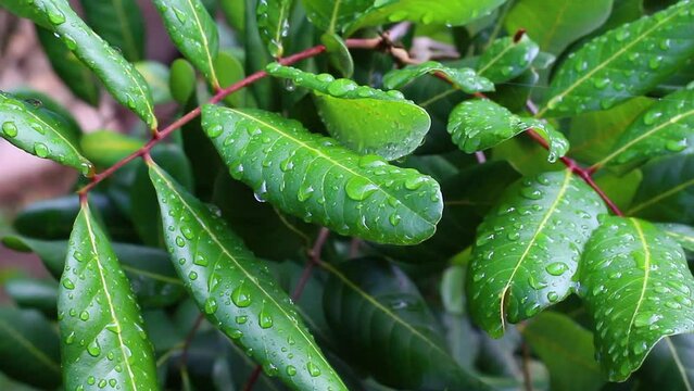 close up of wet mango leaves