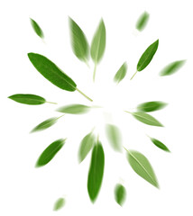 Fresh sage leaves flying on white background