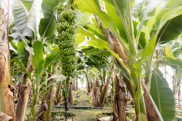 banana plantation