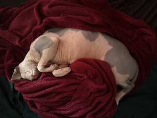 Cat comfy sleeping at the red soft blanket