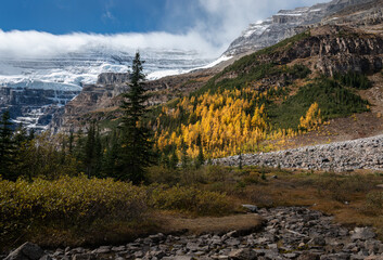 Fototapeta na wymiar Yellow autumn colours along Plain of Six Glaciers track in Banff national park. Canada.