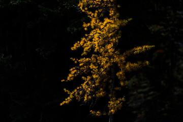 Golden larch tree in autumn with nature dark green forest background. Plain of Six Glaciers Trail in Banff National Park, Canadian Rockies.