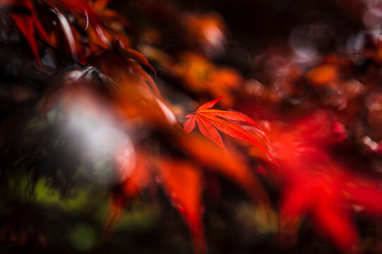 Red leaves