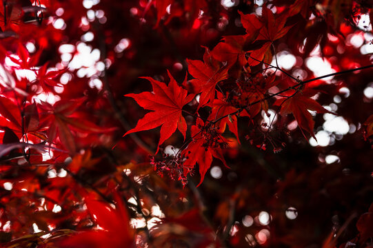 Red leaves