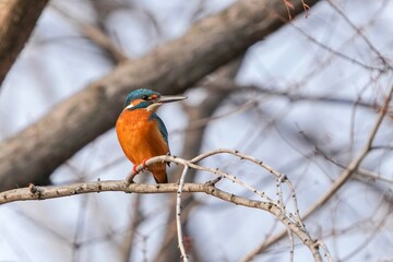 枝にとまってくつろぐカワセミ成鳥 メス