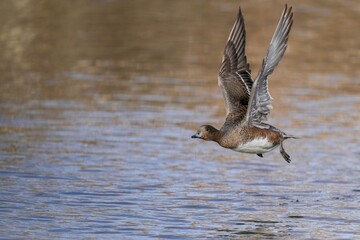 ヒドリガモ メスの離水シーン