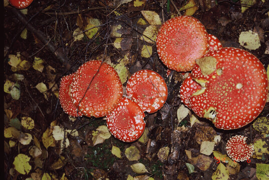 Fly Agaric Mushrooms
