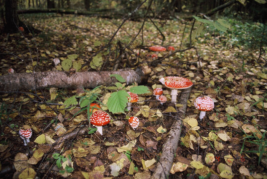 Fly Agaric Mushrooms