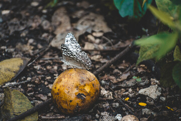butterfly on a fruit