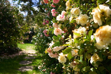Country garden with flowering camellia trees